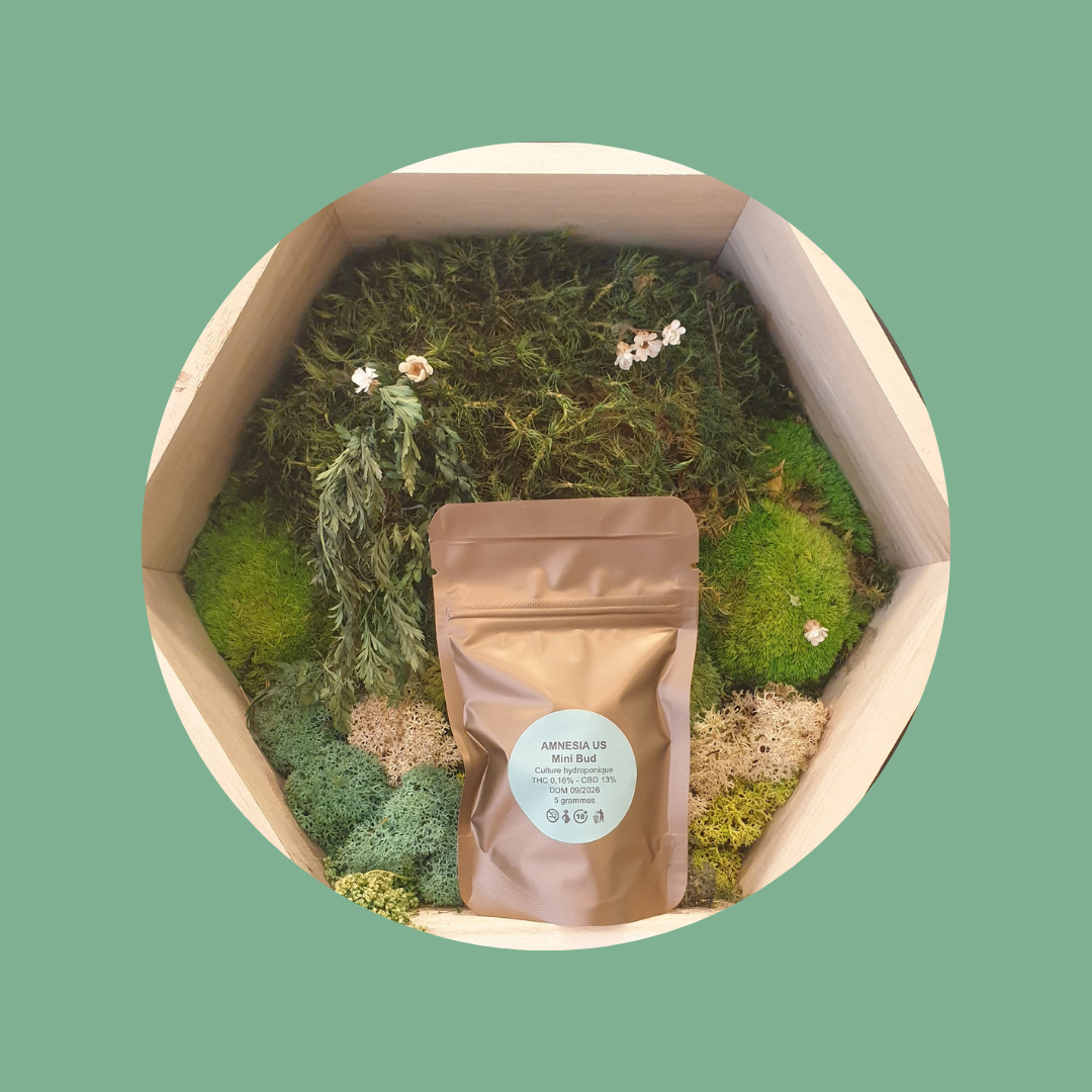 Amnésia US - culture Hydroponique Suisse - (Prix au gramme)