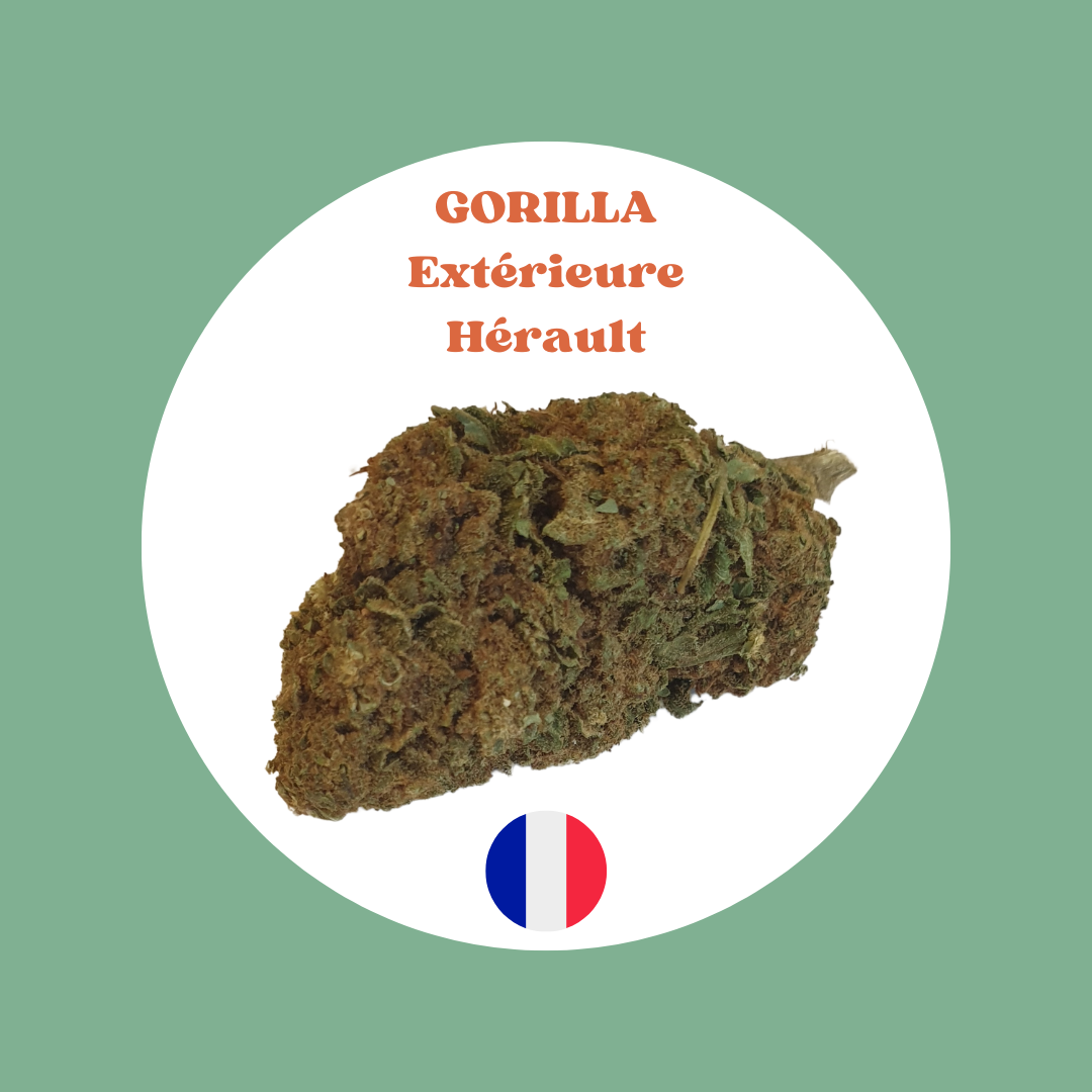 GORILLA - Fleurs cultivées en extérieur département Hérault (conditionnement en 5 grammes)