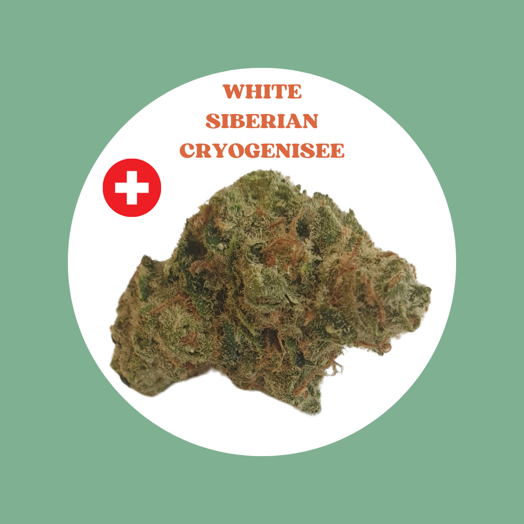 White Sibérian Cryogénisé - Prix au gramme - Culture hydroponique Suisse